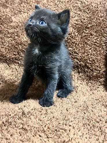 cins pişikler: Şirin balaca pişik balaları - Cins: şəkillərdə müxtəlif uzun tüklü və — 5