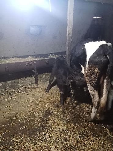 Keçilər, çəpişlər: Temiz ivanofkadi 1ci qardi mayalama balsi var anqus ayı yarmliqdi — 8