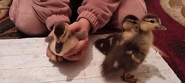 Cücələr: Satılır: ördək balaları (3 ədəd) Temiz kanada cinsi MACAR ördəyinin — 3