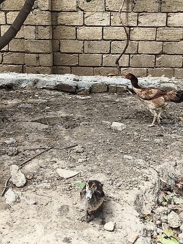 sudluk inekler satışı: Toyuq cücələri, Damazlıq — 5
