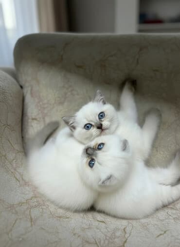 toyuqlar satilir: Şotland, Erkək, Dişi, Yaxşı əllərə, Ünvandan götürmə, Pulsuz çatdırılma, Ödənişli çatdırılma — 1