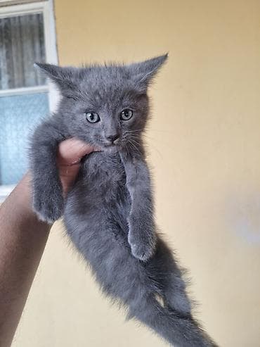 pisi: Erkək, Yaxşı əllərə, Ünvandan götürmə — 1
