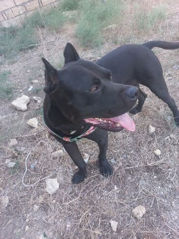 itlər pitbul: Pitbul, 2 il, Erkek — 2