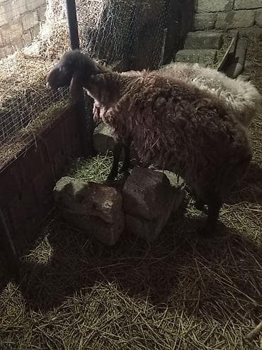 Рогатый скот: Qoyun – qaragül tipli, uzunqulaq, qara rəngli baş və ayaqlar, qalın və — 1