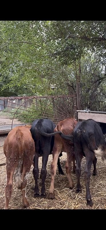 cins piwikler: 🐂 3–5 AYLIQ ERKƏK DANALAR SATILIR! 📌 28 baş erkək dana mövcuddur. 📌 — 6