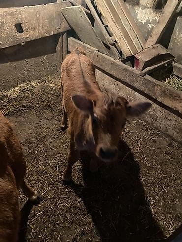 kend toyuqlari satisi: 2 ci qarin duye erkey balaynan 20 gundu dogub 15 litr temiz sud verir — 4