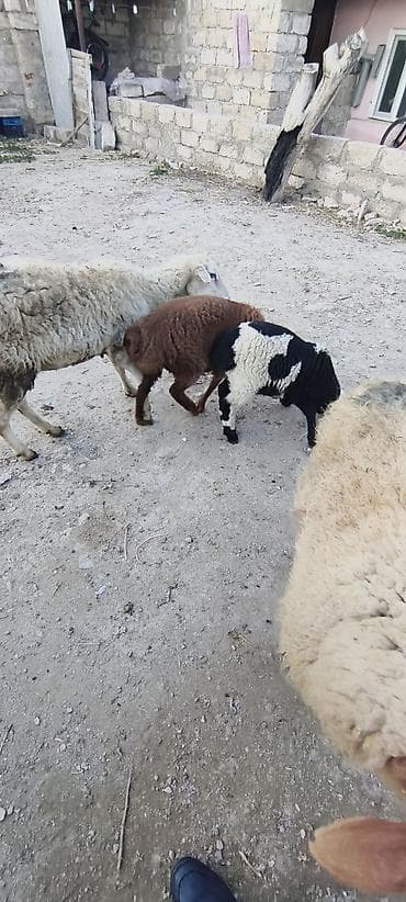 Qazlar: Qarışıq rəngli quzu – Qara-ağ naxışlı - Növ: Quzu (qoyun balası) - — 2