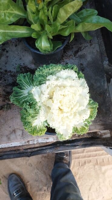 tülpanın qiyməti: Torf gubresinn satisi balaken peyin torpaq xaricden gelen torflar — 13