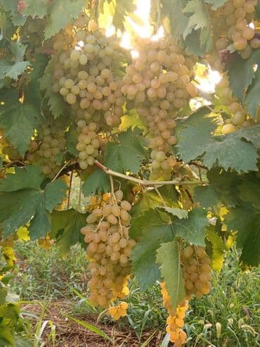 Чай, кофе, напитки: Məhsul: Avatar kişmişi (uzun, barmaq formalı qara üzüm sortu) - — 5