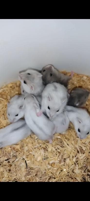 norka heyvan: Yeni 2mərtəbəli qəfəs 2xomyak ağ və boz🐭 qəfəsin içində Fırlanan çarxı — 9