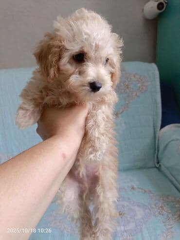 щенки купить: Пудель, 2 месяца, С прививками, Самовывоз — 5