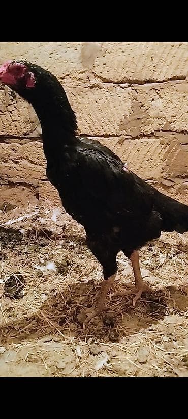 Oh Şhamo Fərə 8 ay Aseel tipli qara döyüş toyuğu - Rəng: tam qara lalafo.az -da Oh Şhamo Fərə 8 ay Aseel tipli qara döyüş toyuğu - Rəng: tam qara