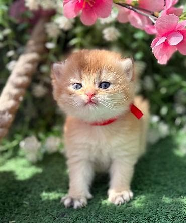 scotland pisik: Britan — 3