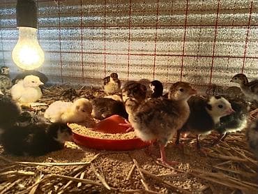 hind çayı: Hinduşka və toyuq balaları – müxtəlif rəng və cinslər - Brooder — 3