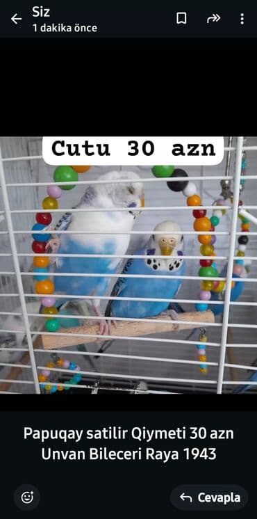 Papuqay