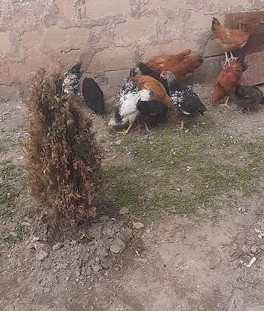 qirt toyug: Toyuq, Damazlıq — 5