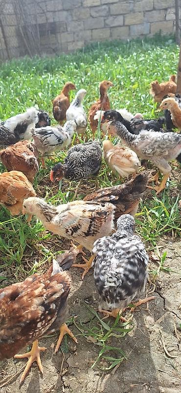 Kənd təsərrüfatı quşları: Toyuq cücələri, Damazlıq, Pulsuz çatdırılma — 10