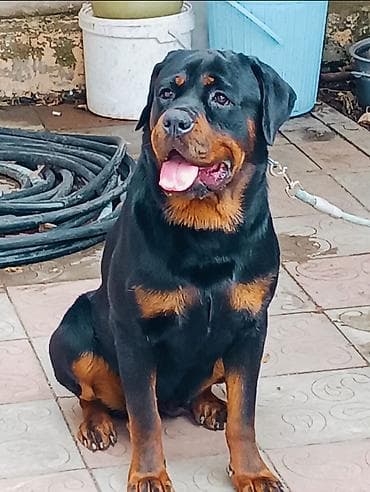 itlə: Rotveyler, 9 ay, Dişi — 2