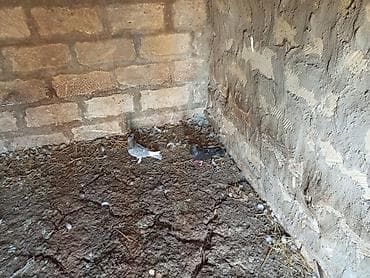 heyvan bazari: Salam. Hamısı tam sağlam heyvanlardır. Tutulma falan deyil. Hamısı — 3