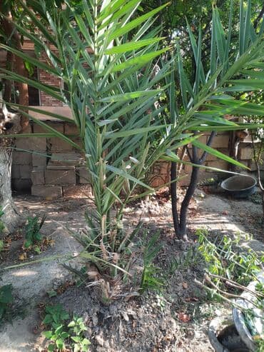 badam qiyməti: Salam, gördüyünüz xurma ağacları satılır. Qiymət razılaşma yolu ilə — 2