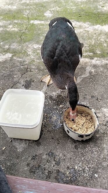 quzu şəkilləri: Erkək, | Lal ördək, Damazlıq, Ünvandan götürmə — 16