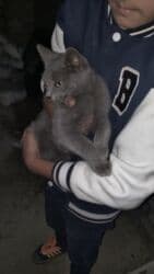 купить кота в баку: Rus piwiyi — 1