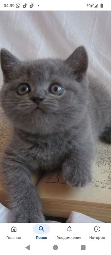 britan pişiyi: Britan — 1