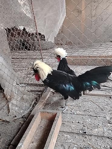 Cut rahibə satılır cütü 60 manat lalafo.az -da Cut rahibə satılır cütü 60 manat