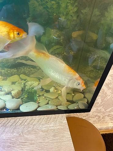 Balıqlar: Koi — 1