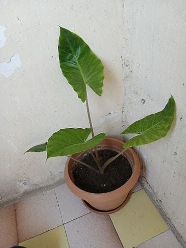Комнатные растения: Alokaziya (Alocasia) – dekorativ yarpaqlı otaq bitkisi - Qab: gil — 1