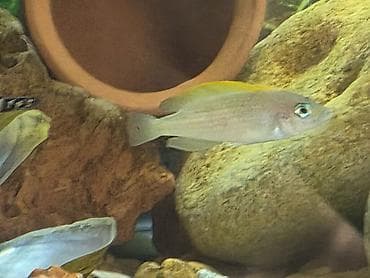 baliq: Tanqanika baliklari hamsi birlikdə satlir — 5