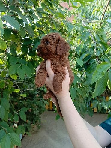 Pudel, 2 ay, Dişi lalafo.az -da Pudel, 2 ay, Dişi