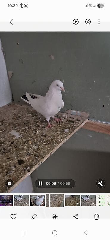 qara avçarka: Salam olsun hər kəsə qara boyun 12 tük maya 25 manat qara pörka 13 tük — 6