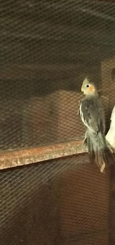 karella papuqay satisi: Karella.rənglər göz önündə 1 cüt və tək erkəklər hansı bala verən — 2