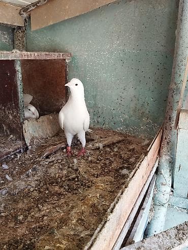 cex quşlar: Əbreşboyun erkey hündür uzun quşdu stokali — 4