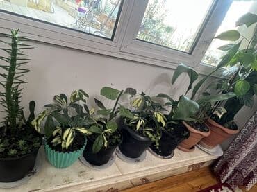 aloe vera satışı: Her nov guler var endirimnen verecem Gencedi istiyen yazsin satiş — 70