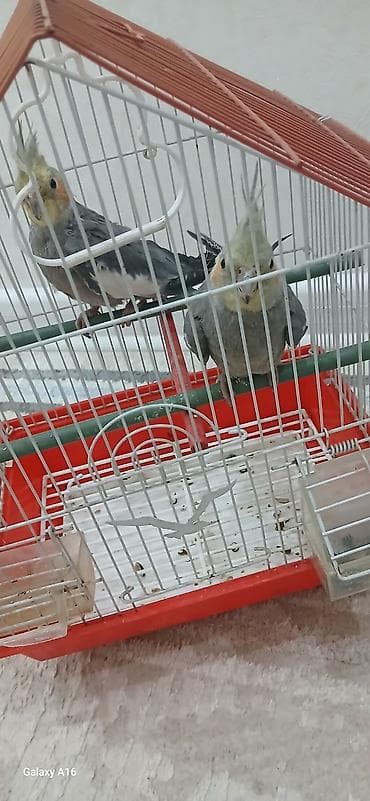 quş üçün qəfəs: Tutuquşu (korella) cutlukdu hamsi bir yerde 40m (qefes daxil — 6