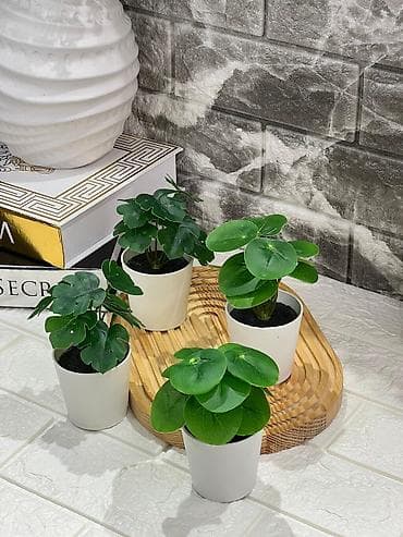 ag guller: Dekor gül — 1