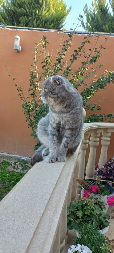 Heyvanlar üçün mallar: Şotland — 4