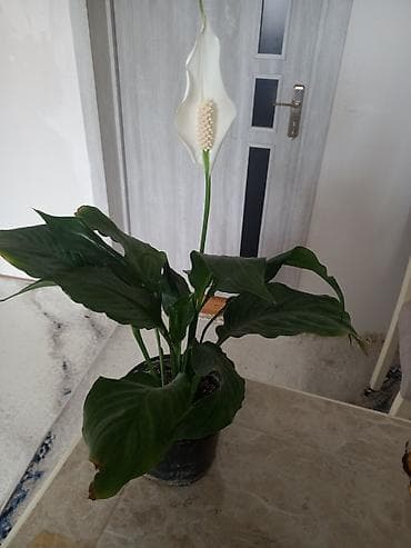 Buket güllər: Spathiphyllum (Sülh zanbağı) saksı bitkisi - Növ: Spathiphyllum — 2