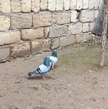 Heyvanlar üçün mallar: Hazir cut erkəy mayadi maya 18 tuk uzun hundur quwdu erkeyde temiz 12 — 1