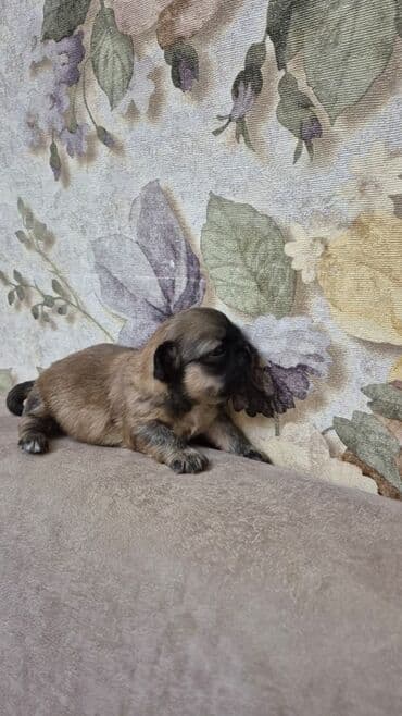 balaca itlərin qiyməti: İt balası – kiçik ölçülü, qısaburun tipli (Pekines/Şih-cu xatırladan) — 2