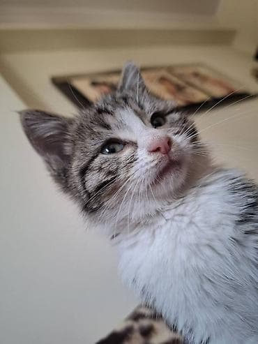 Erkək, Dişi, Ünvandan götürmə