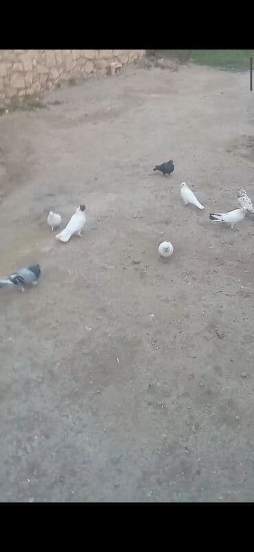 heyvanlar ucun bit dermani: Komla satılır: 9-10 ədəd göyərçin - Hamısı uçan nəsildir - Rənglər — 3