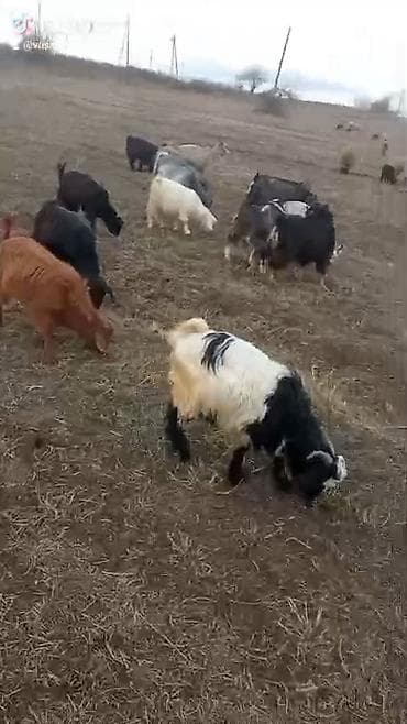 keci satilir: .qoyun ve keciler satilir qiymet deqiq yazilmayib isteyen 055 761 19 — 1