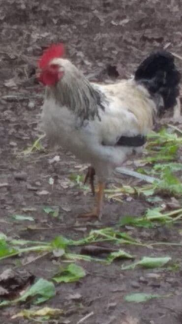 berde mal bazari: Xoruz, il: 1, Ünvandan götürmə — 4