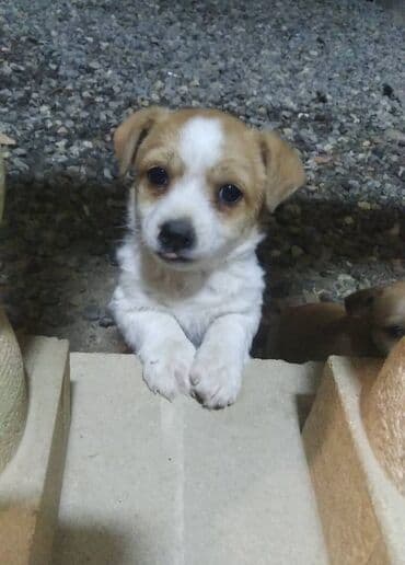 balasına süd verməyən qoyuna nə deyirlər: Zvonok, 2 ay — 1