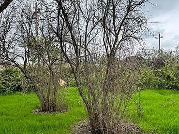 8 sot, Tikinti, Kupça (Çıxarış), Bələdiyyə