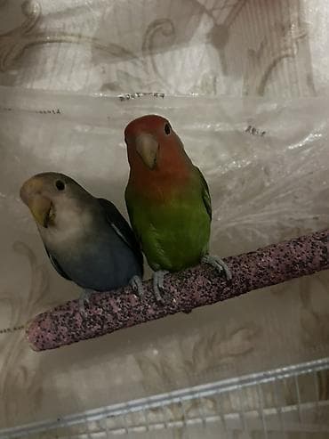 popugay satisi: Məhsul: Sevimli papuqay cütlüyü – Agapornis (Lovebird) Təsvir: -bir — 7