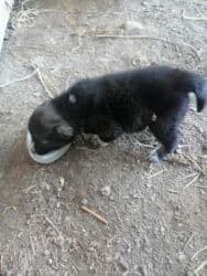 Pişiklər: Balaca it balası - Yaş: təxminən bir neçə həftəlik, süddən kəsilməyə — 1